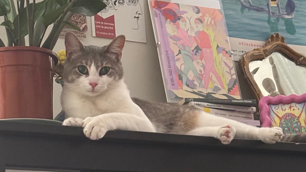 Hoy chercher une famille d’adoption photo 6