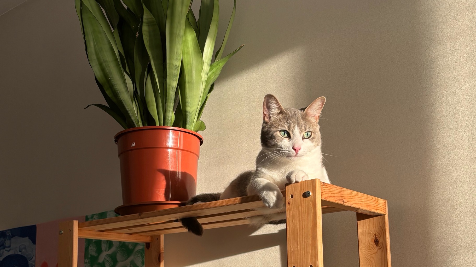 Hoy chercher une famille d’adoption photo 5