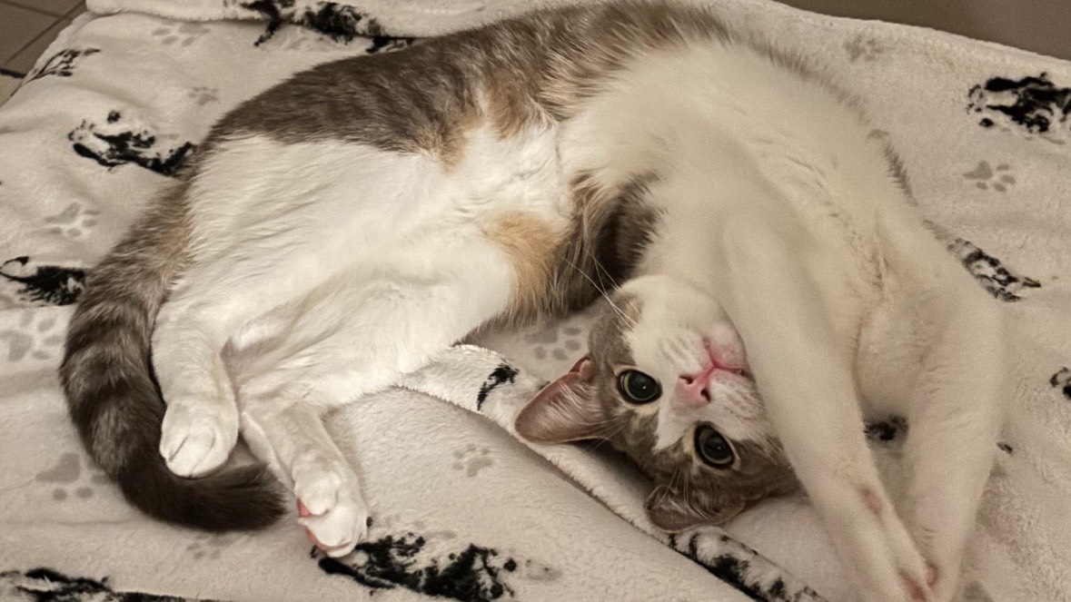 Hoy chercher une famille d’adoption photo 4