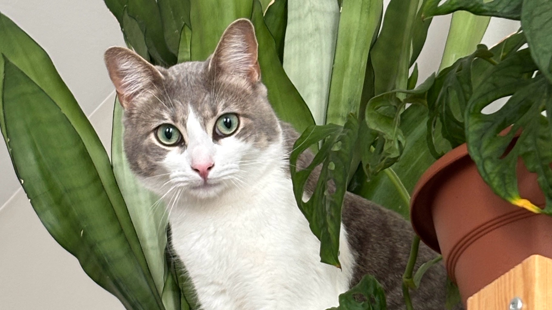 Hoy chercher une famille d’adoption