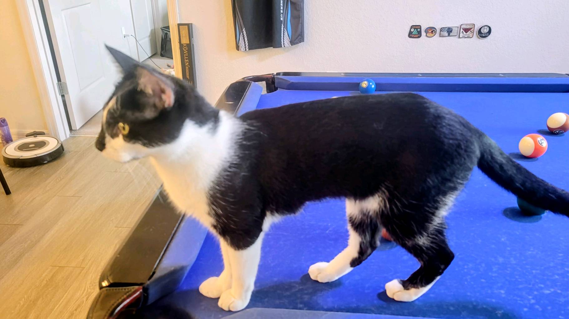 Egyptian Mao Tuxedo photo 2