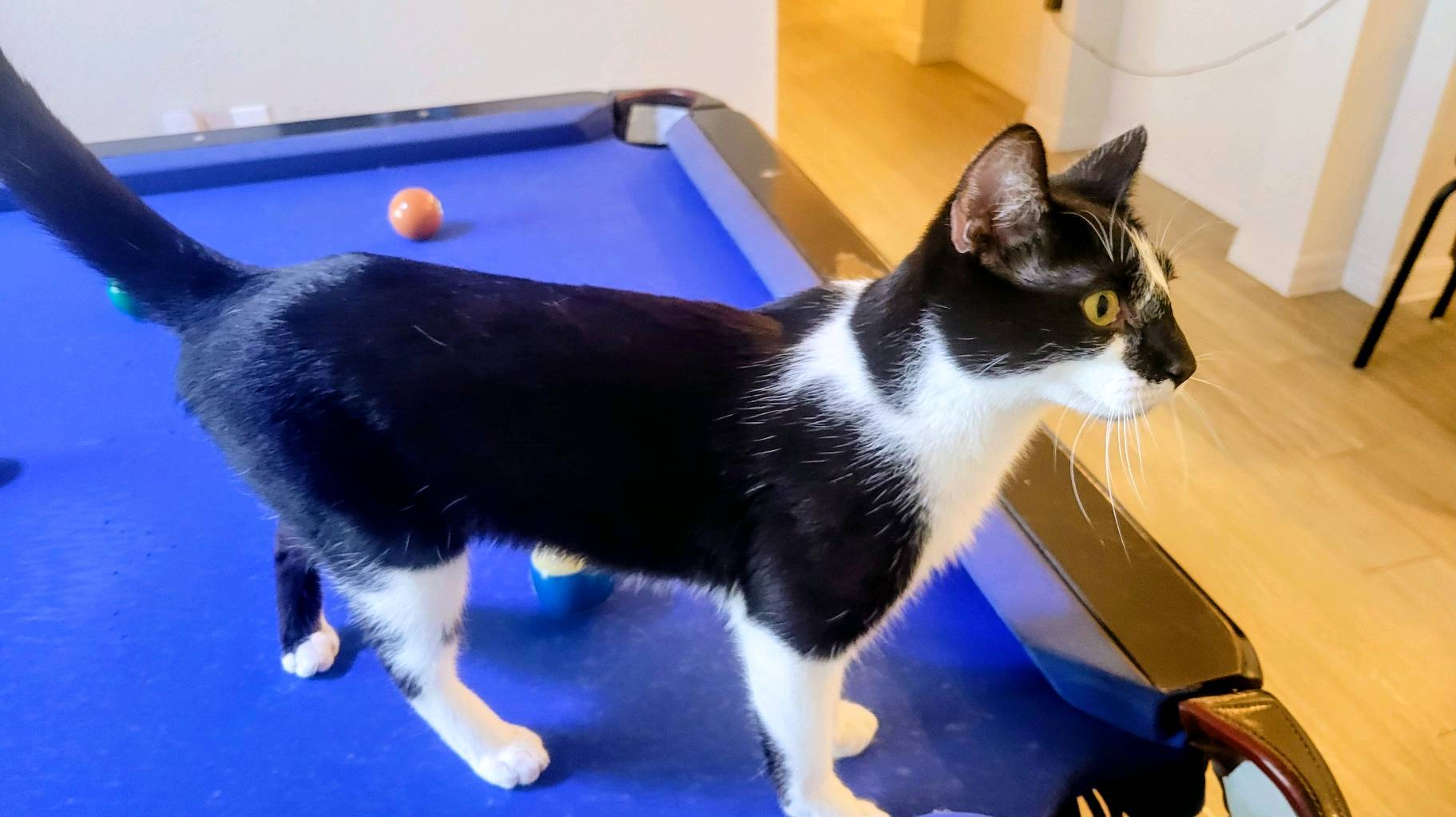 Egyptian Mao Tuxedo photo 3