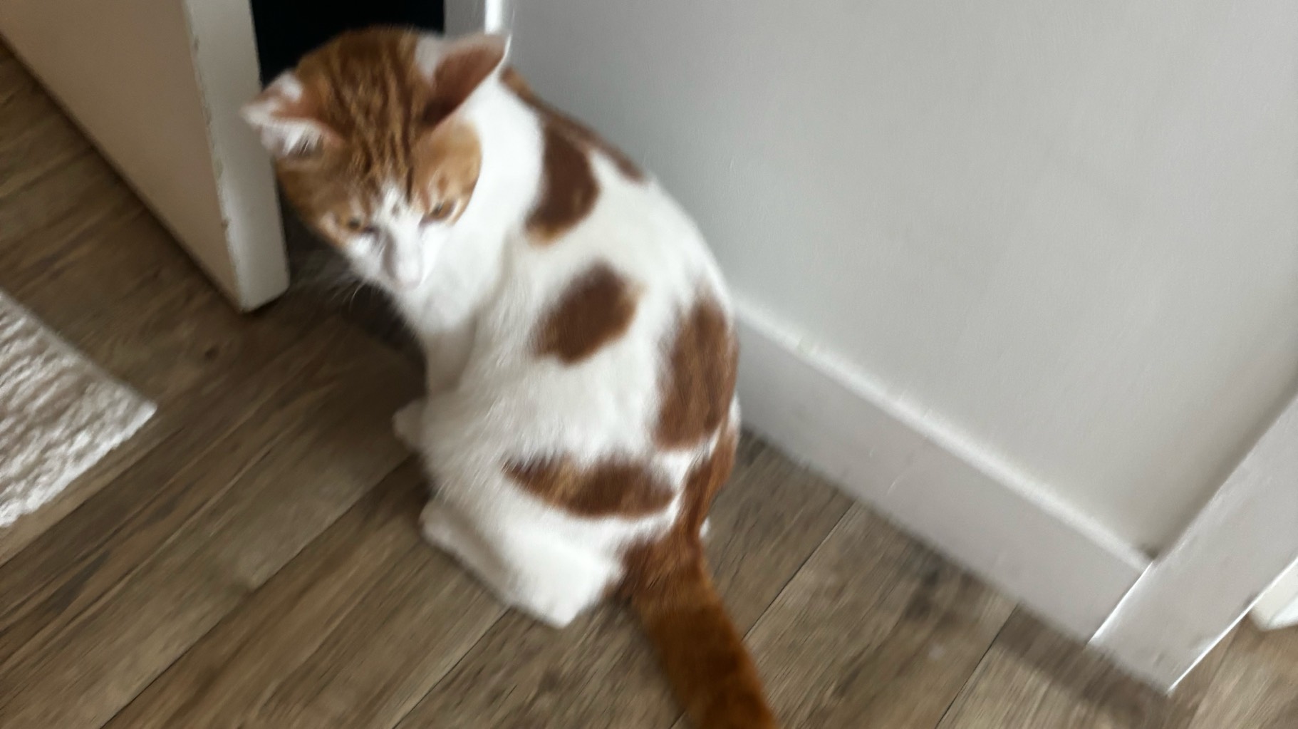 Chat mâle roux et blanc, 1 an, très câlin et joueur avec enfants 🐾