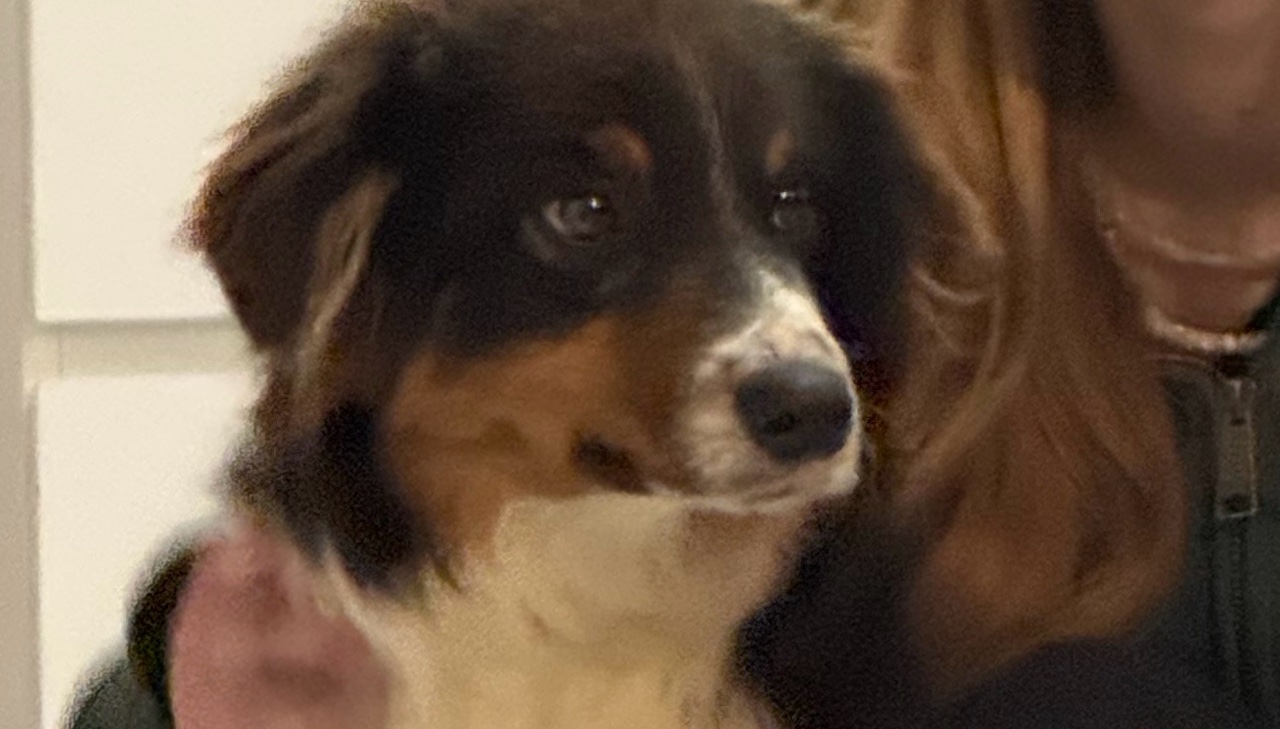 Berger australien photo 2