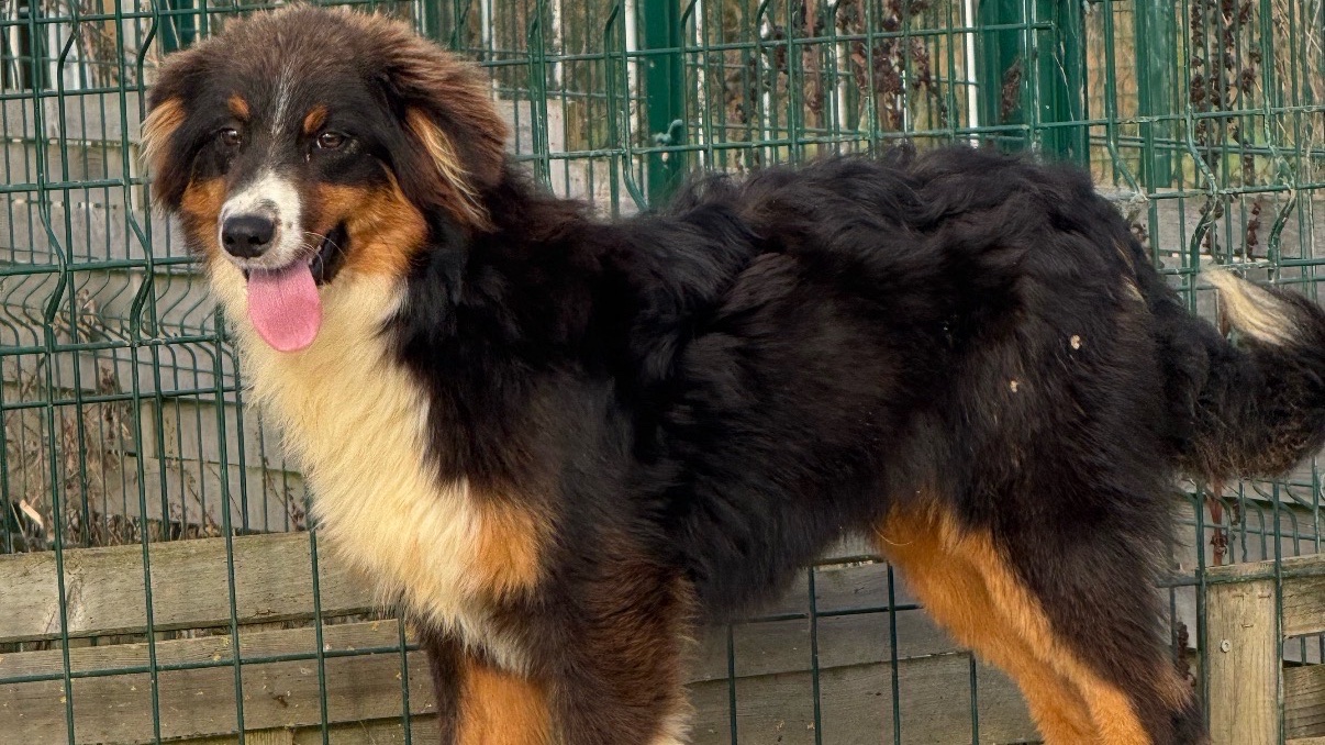 Berger australien photo 3