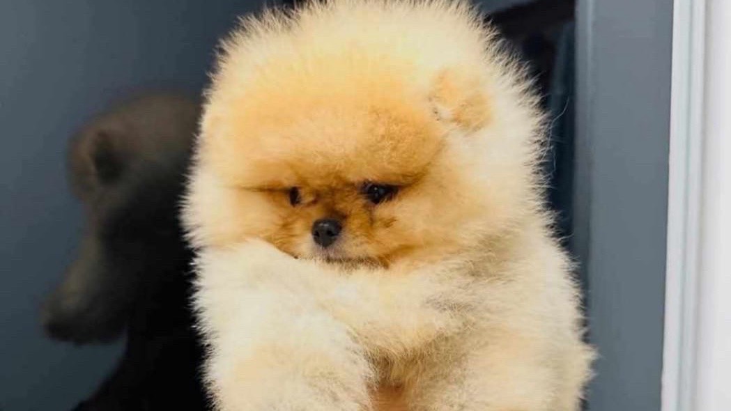 Chiots spitz pomeraniens nains photo 3