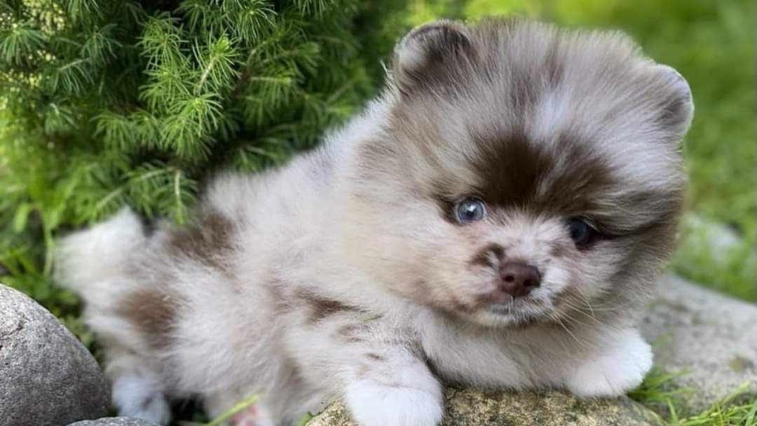 Chiots spitz pomeraniens nains photo 4