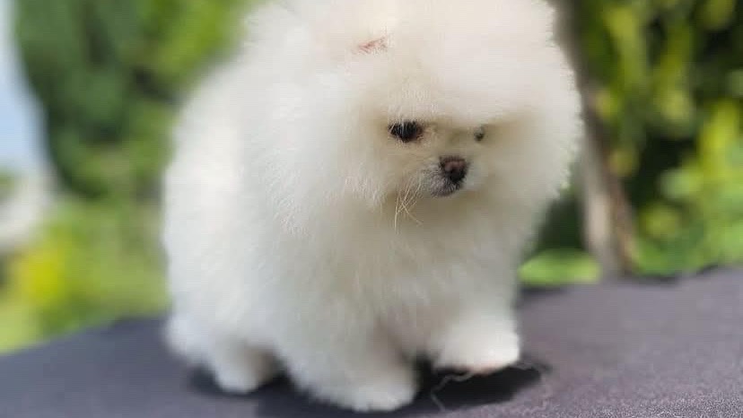 Chiots spitz pomeraniens nains photo 2