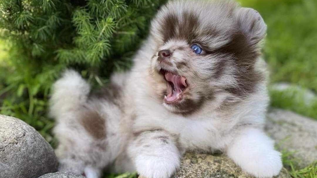 Chiots spitz pomeraniens nains