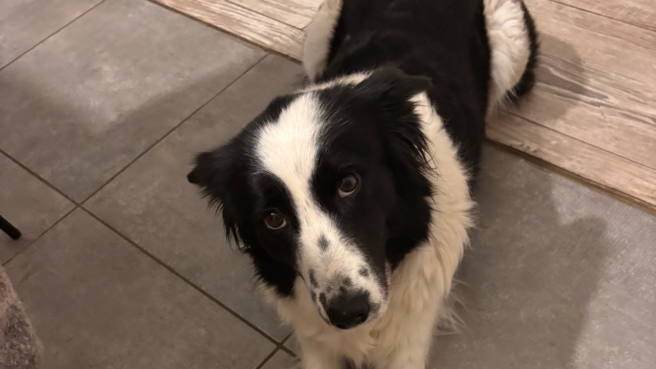 Donne Border collie