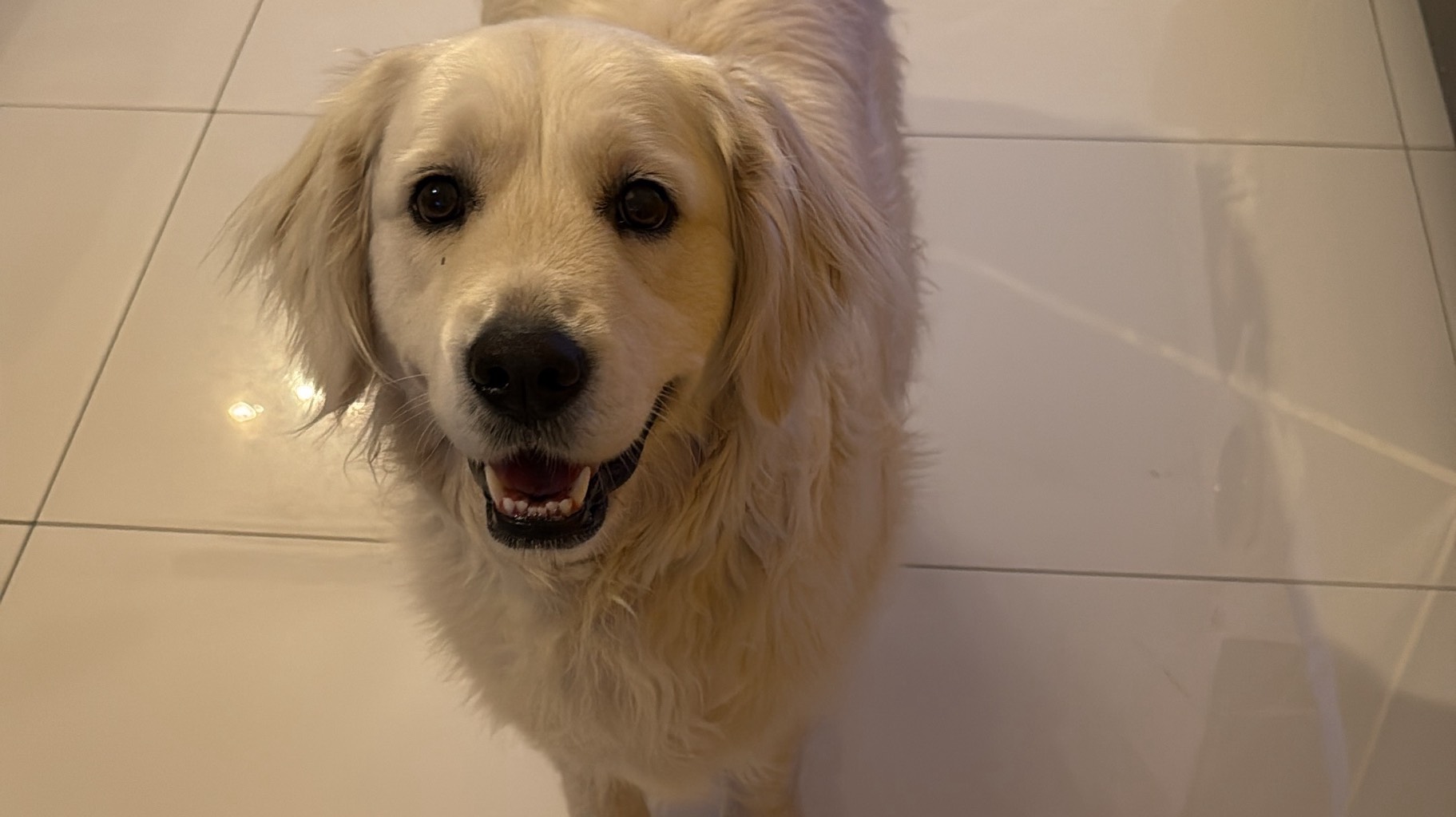 Golden retriever 3 ans photo 2