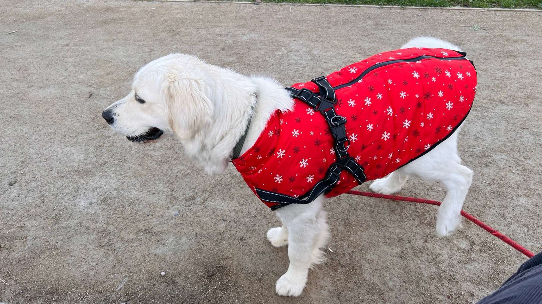 Golden retriever 3 ans photo 3