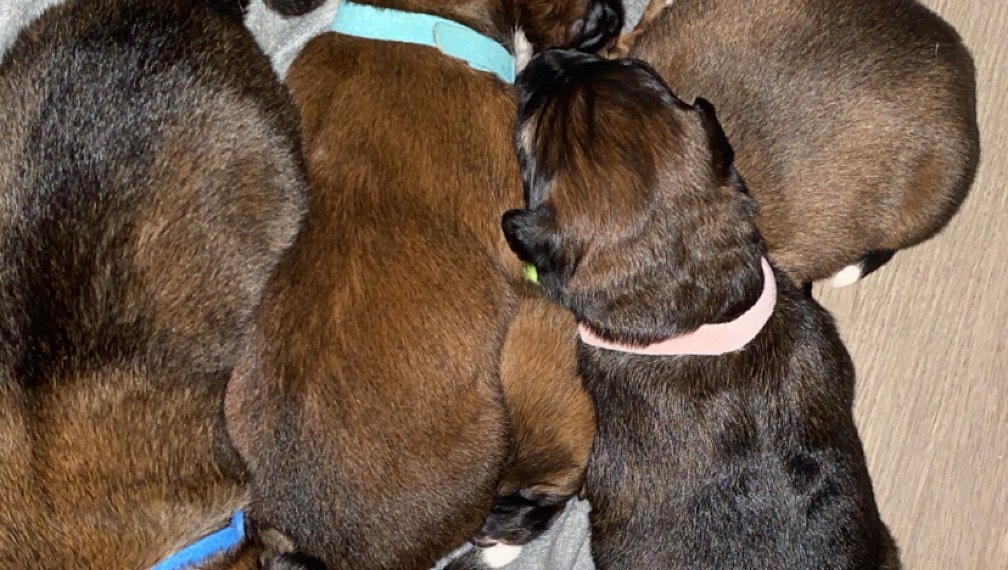 Malinois x berger australien