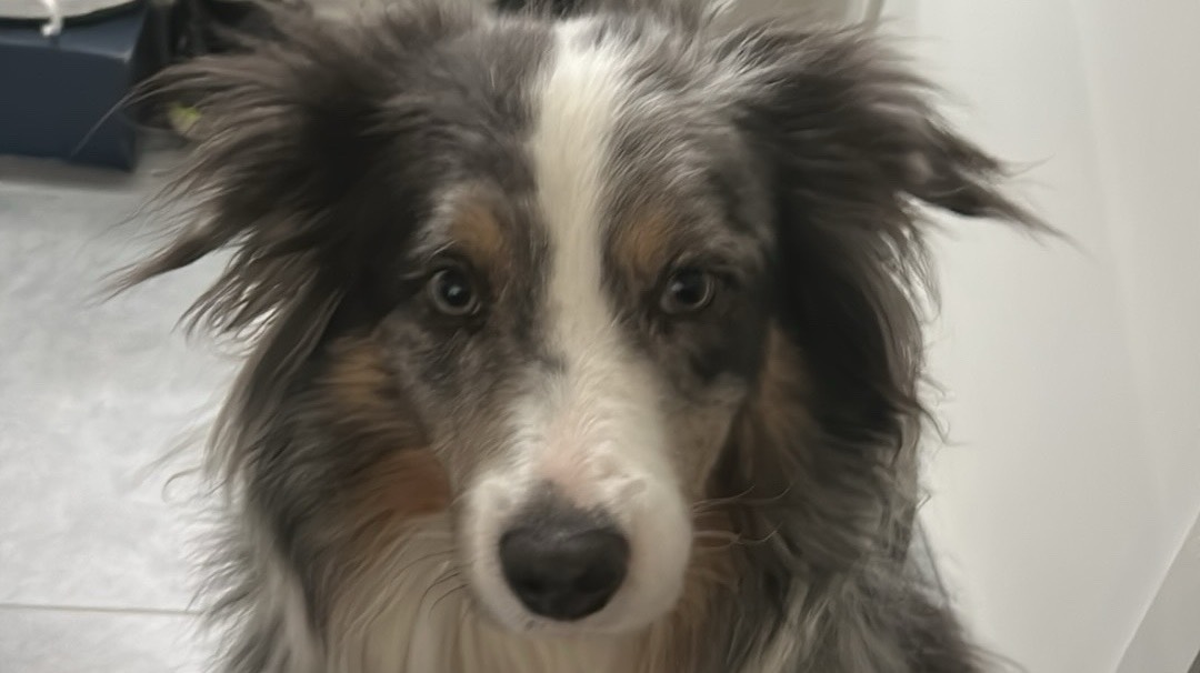 Cherche une bonne famille photo 3