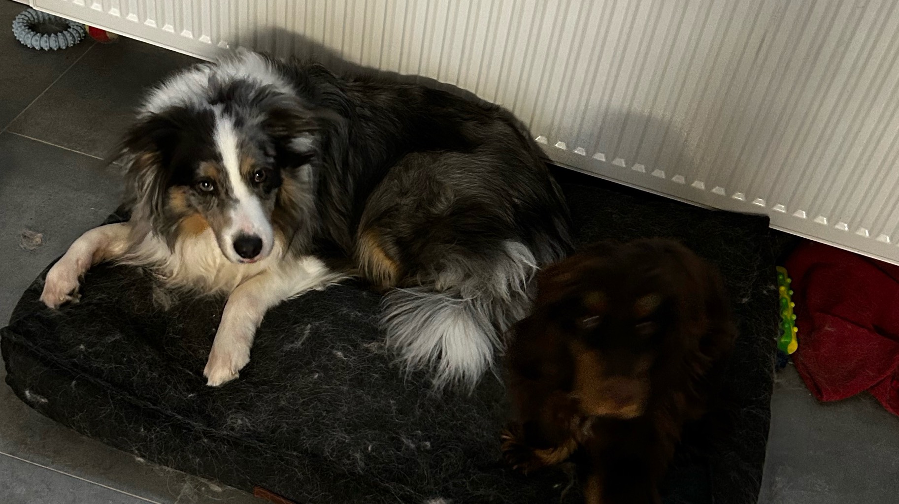 Cherche une bonne famille photo 2