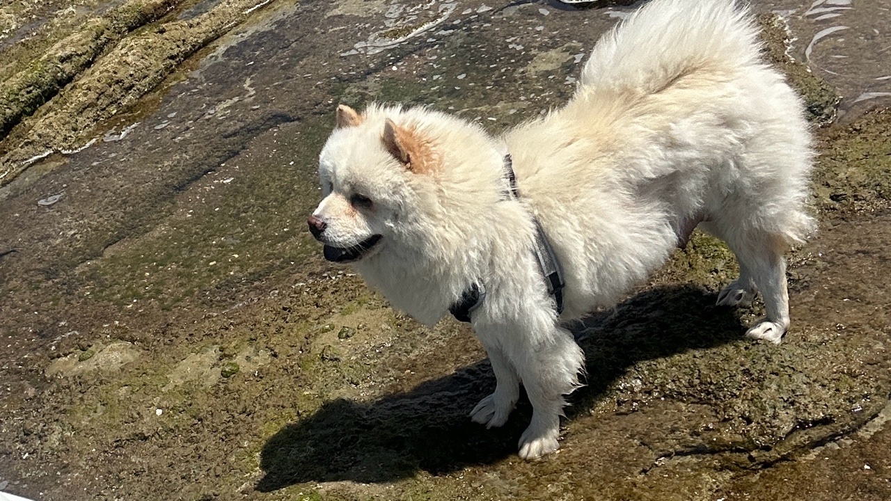 Un magnifique chien obéissant et qui adore les enfants photo 3