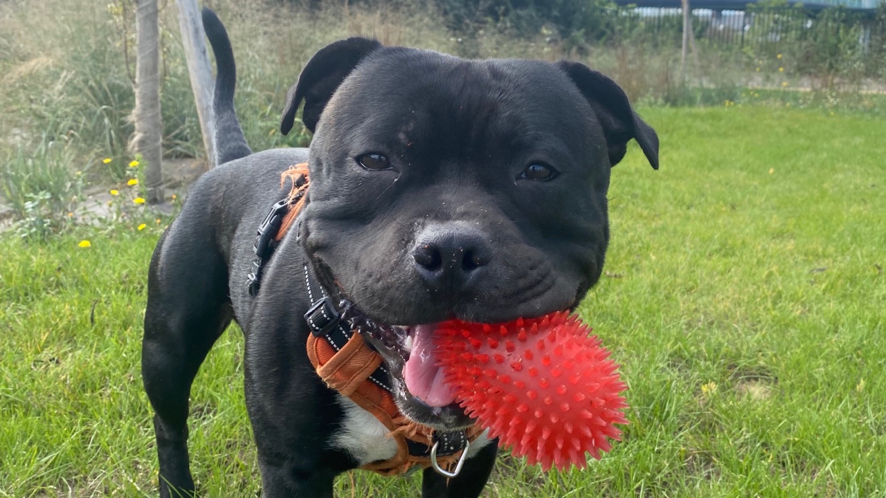 Adoption Ramchouchou ( Ramses)