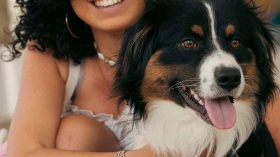 MIMO, Berger Australien mâle LOF – Toulouse