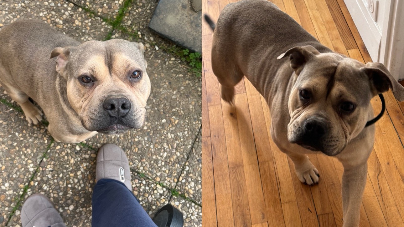 Bouledogue Américain