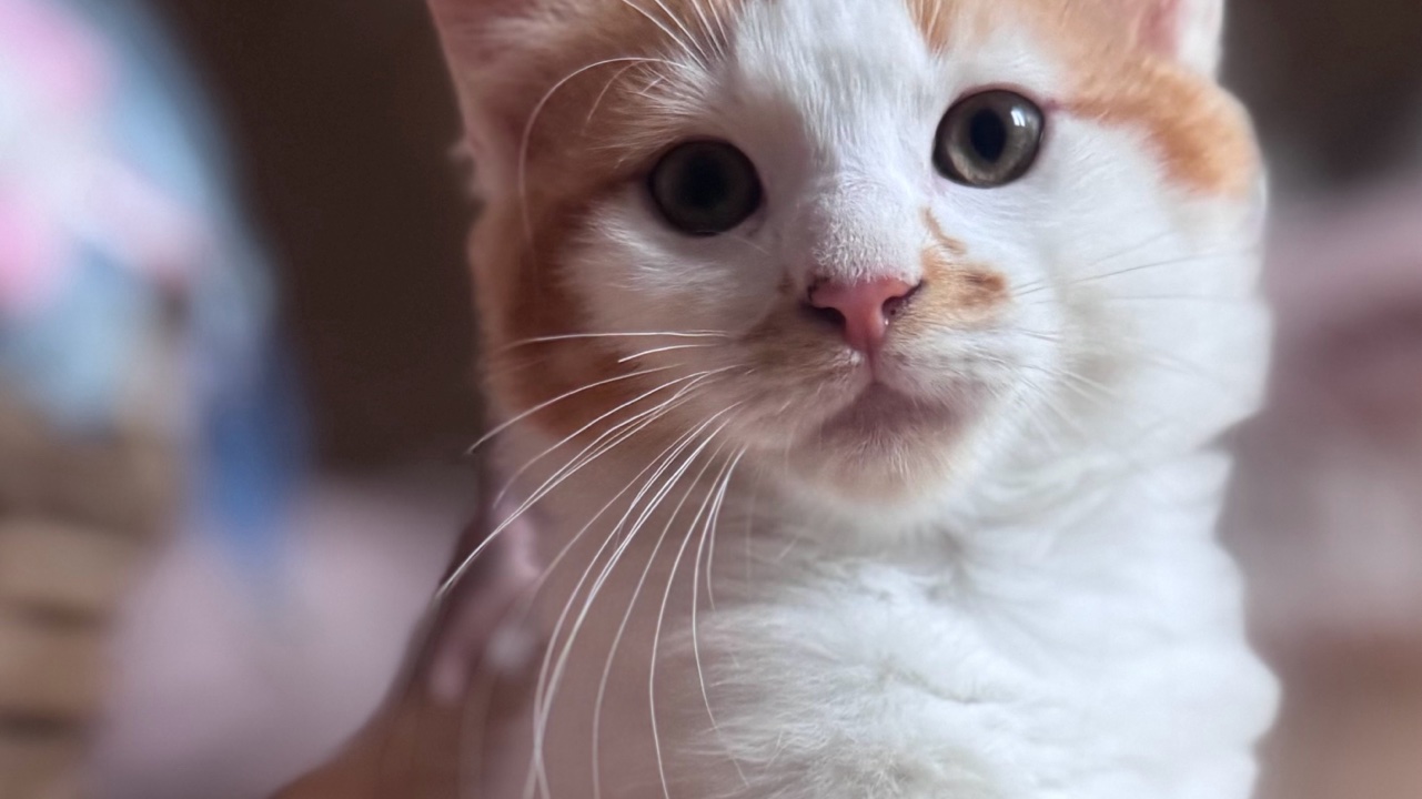 Chaton magnifique photo 2