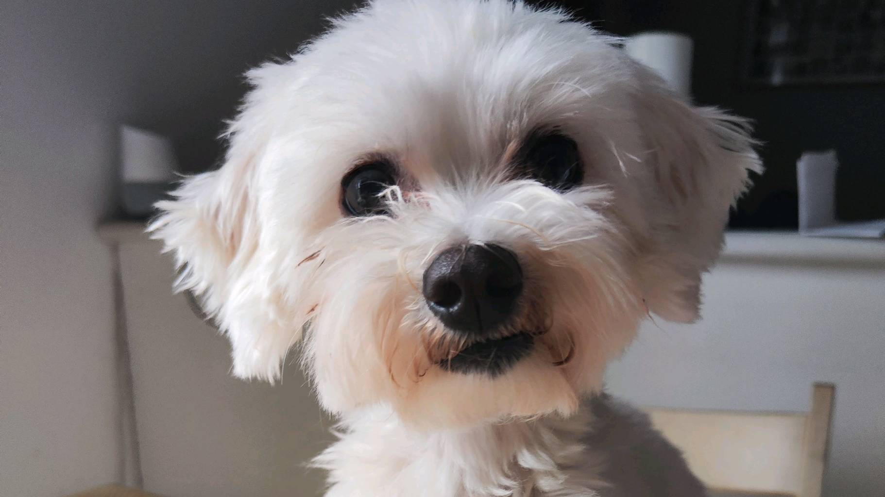 Deux chiennes affectueuses D’ADOPTION – DEUX CHIENNES ENSEMBLE famille photo 3