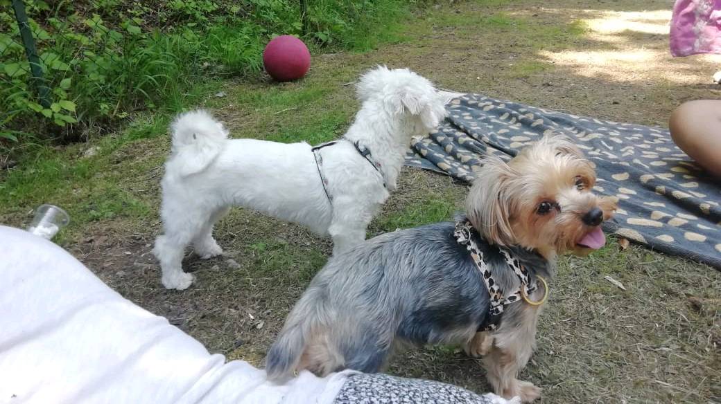 Deux chiennes affectueuses D’ADOPTION – DEUX CHIENNES ENSEMBLE famille photo 5