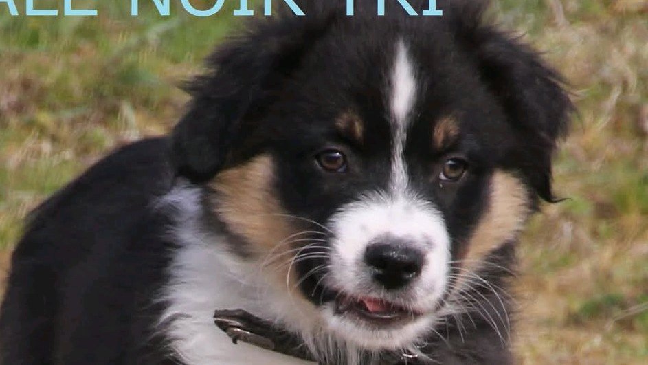 VARKO du Champ de L'Ormeau photo 5