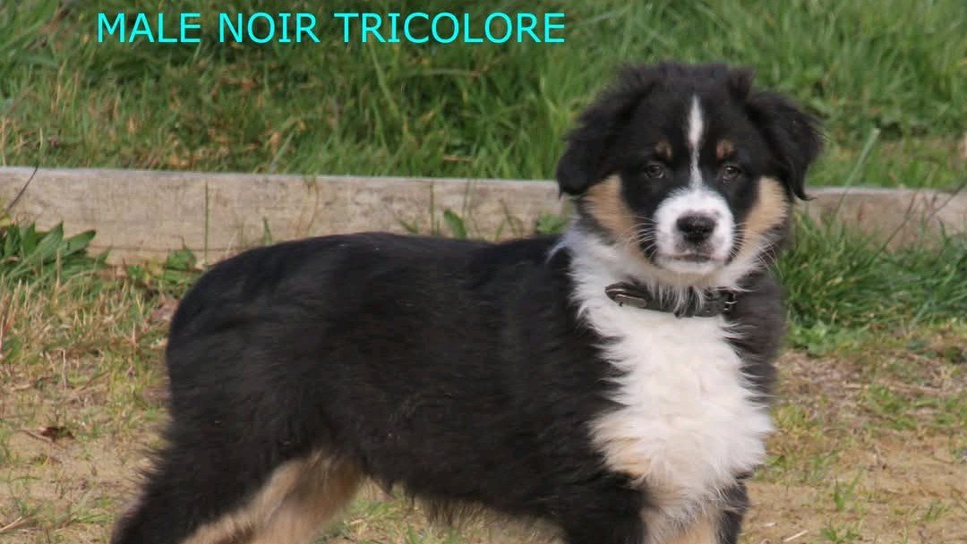 VARKO du Champ de L'Ormeau photo 6