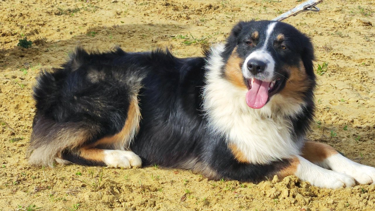 VARKO du Champ de L'Ormeau photo 3