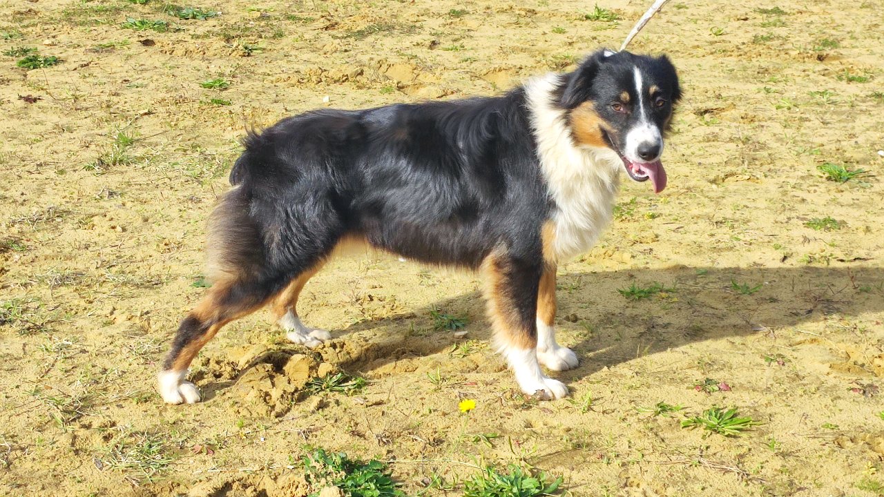 VARKO du Champ de L'Ormeau