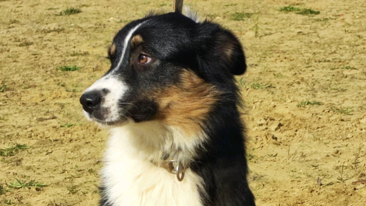 VARKO du Champ de L'Ormeau photo 2