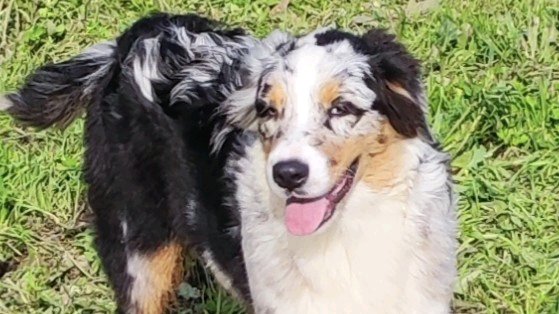 Chiot B.Australien LOF APACHE du champ de l'ormeau