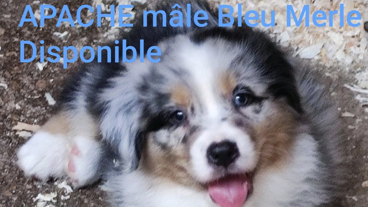 Chiot B.Australien LOF APACHE du champ de l'ormeau photo 6