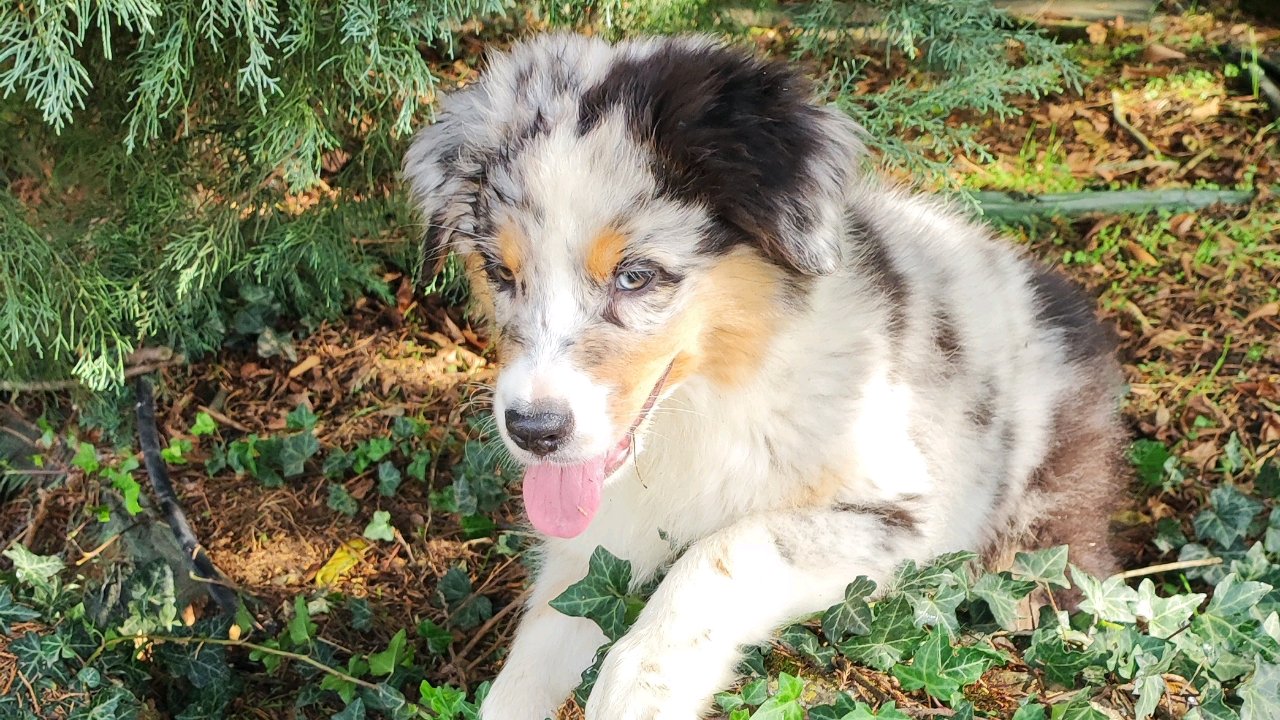 Chiot B.Australien LOF APACHE du champ de l'ormeau photo 3