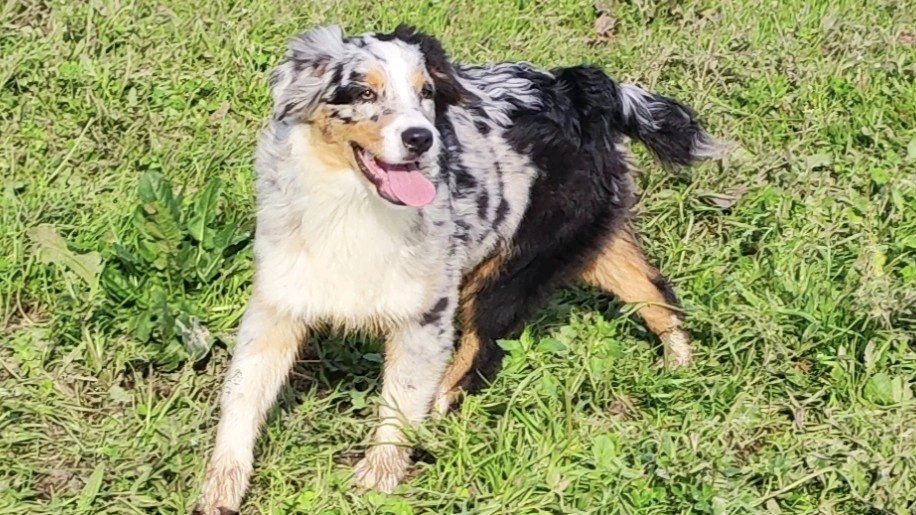 Chiot B.Australien LOF APACHE du champ de l'ormeau photo 2