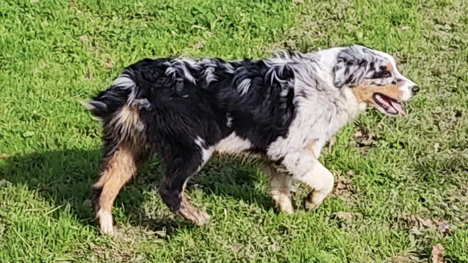 Chiot B.Australien LOF APACHE du champ de l'ormeau photo 4