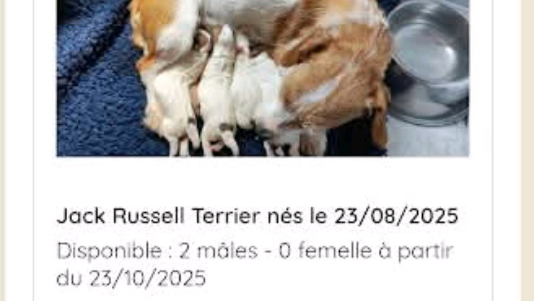 Chiots jack Russell Terrier LOF photo 6