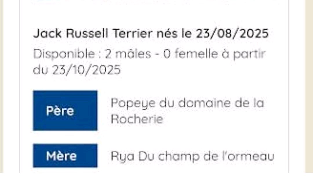 Chiots jack Russell Terrier LOF photo 4