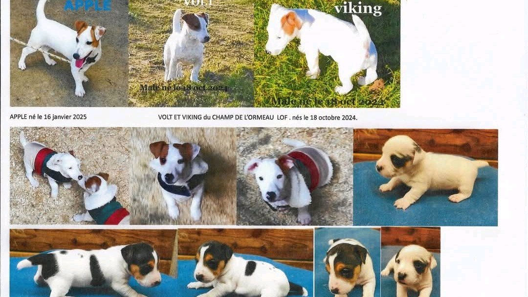 Chiots jack Russell Terrier LOF photo 3