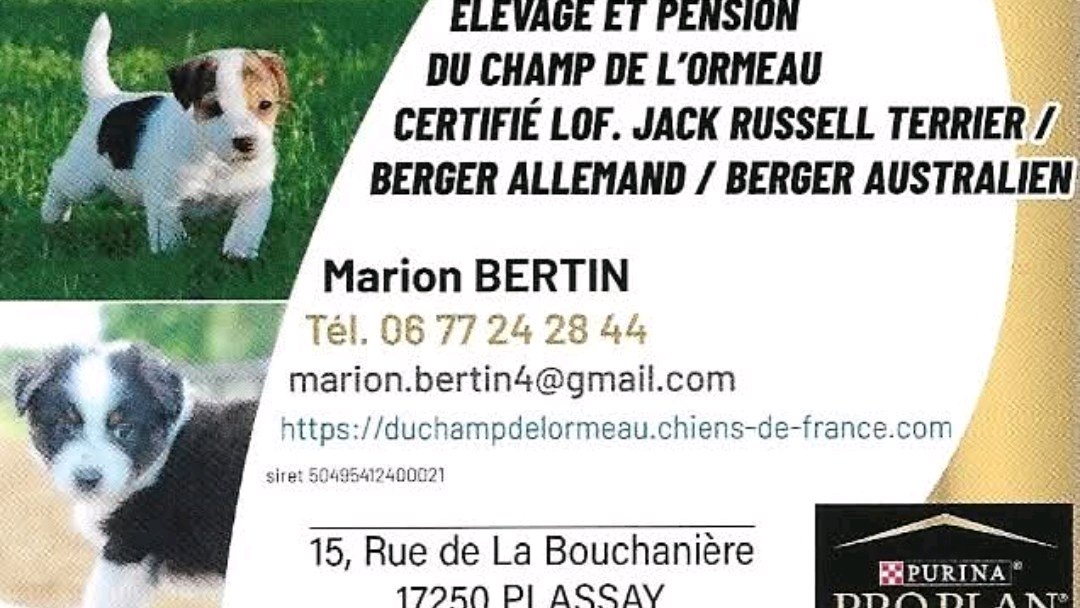 Chiots jack Russell Terrier LOF