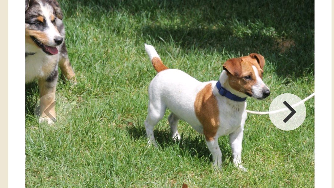Apple mâle Jack Russell Terrier photo 5