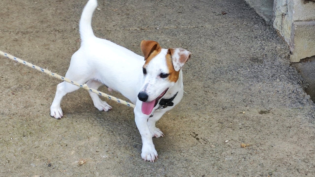 Apple mâle Jack Russell Terrier photo 3