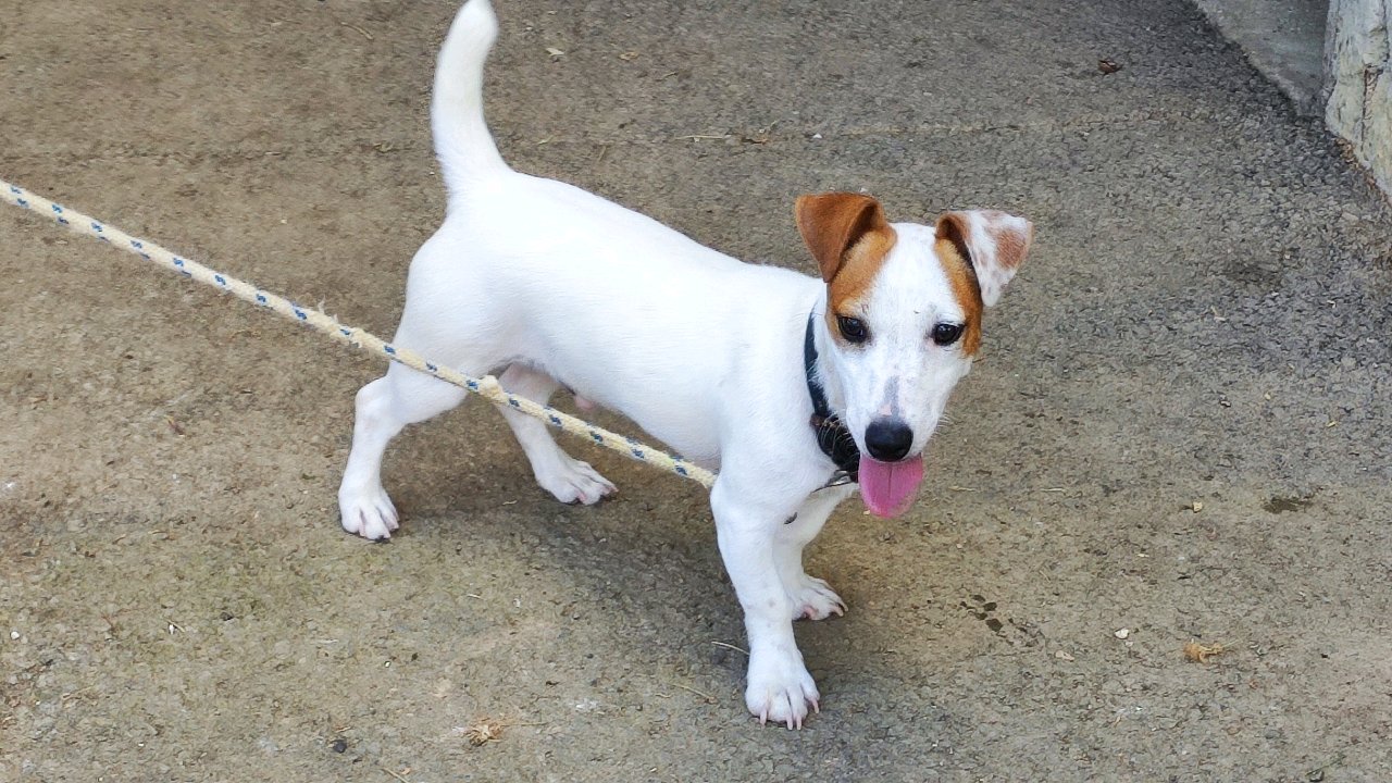 Apple mâle Jack Russell Terrier
