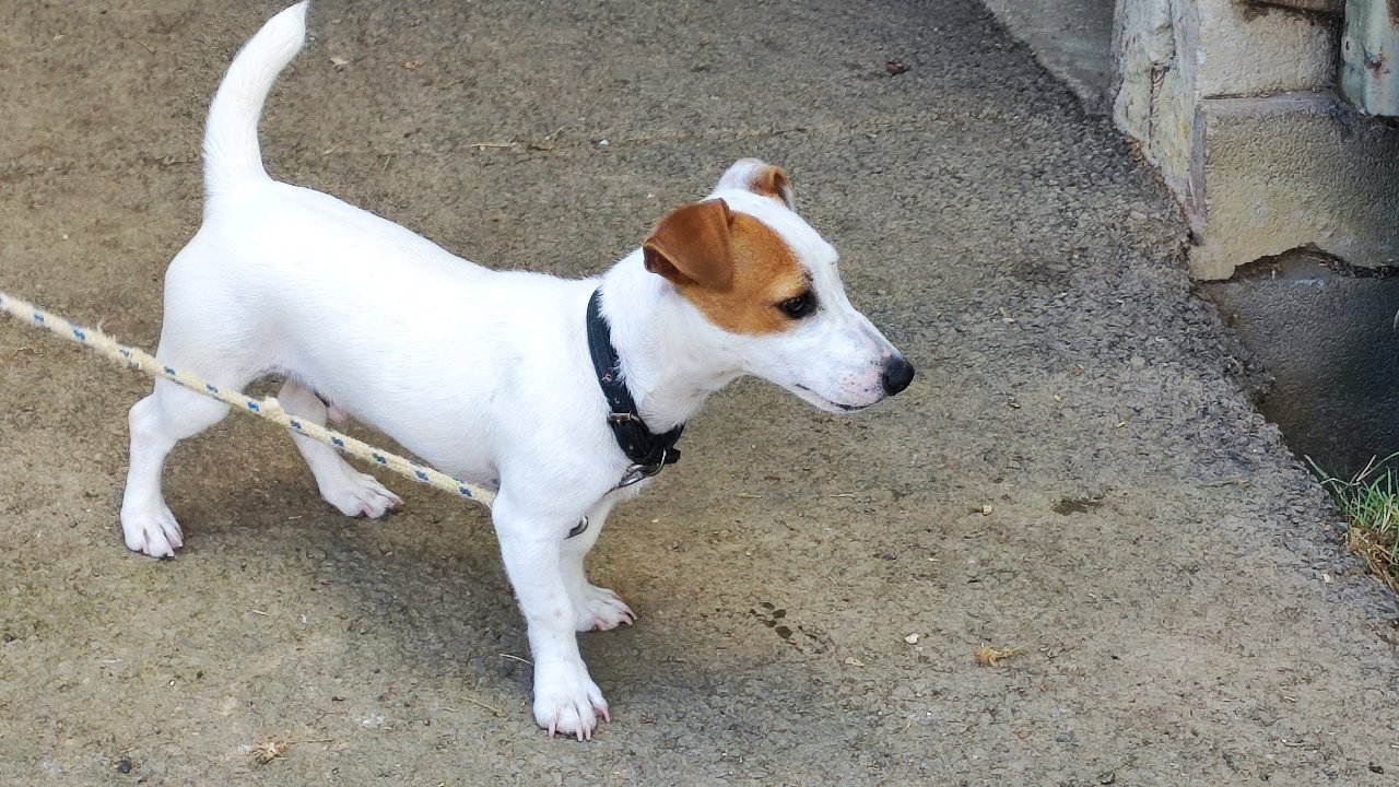 Apple mâle Jack Russell Terrier photo 4