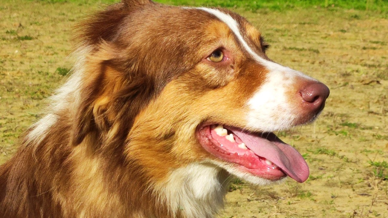 VICTOIRE du champ de l'ormeau photo 3