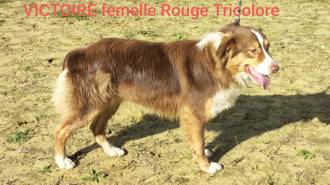 VICTOIRE du champ de l'ormeau