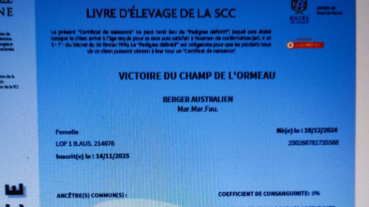 VICTOIRE du champ de l'ormeau photo 6