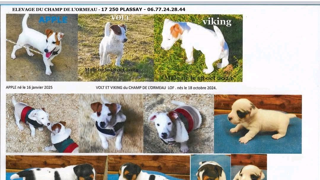 Volt du champ de l'ormeau photo 6