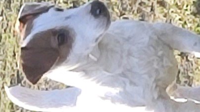 Volt du champ de l'ormeau