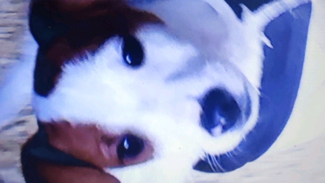 Volt du champ de l'ormeau photo 4